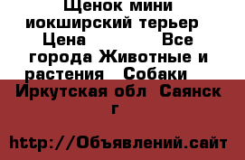 Щенок мини иокширский терьер › Цена ­ 10 000 - Все города Животные и растения » Собаки   . Иркутская обл.,Саянск г.